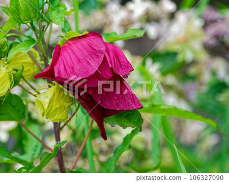 Flowering of Hibiscus genus Malvaceae 106327090