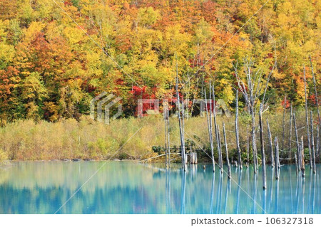 Blue pond of autumn leaves 106327318