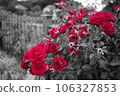 籬笆上盛開的紅玫瑰 106327853
