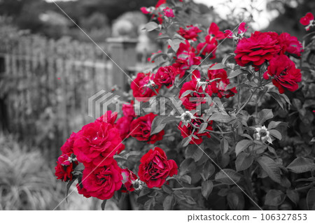 籬笆上盛開的紅玫瑰 籬笆上盛開的紅玫瑰 106327853