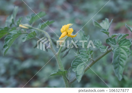 Tomato plant with yellow flowers and green leaves in the garden 106327877