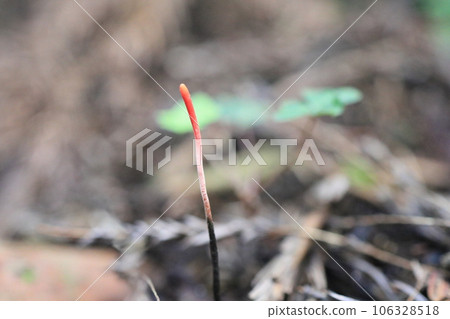 Cordyceps sinensis Cordyceps sinensis 106328518
