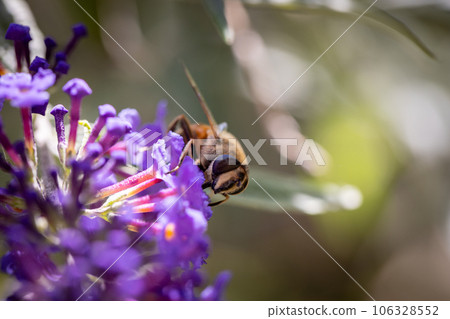 Nature's Pollinator: Macro Bee on Buddleja Davidii Flowers 106328552