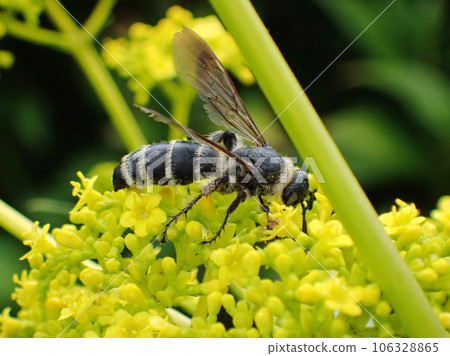 A short-tactile wasp A short-tactile wasp 106328865