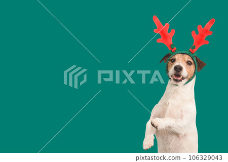 Christmas background with funny dog in reindeer antlers headband holding paws up 106329043