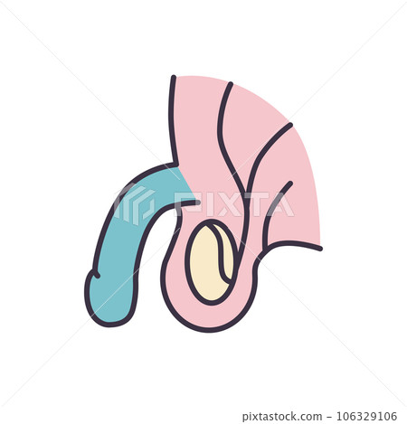 Male Reproductive System Vector Line Icons 106329106