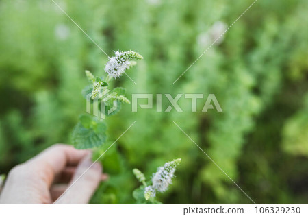 Mentha flower 106329230