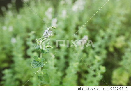 Mentha flower 106329241