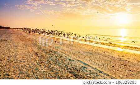 Seagulls flight 106329295