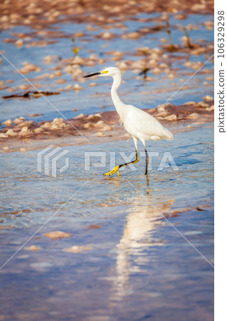 Snowy egret Snowy egret 106329298