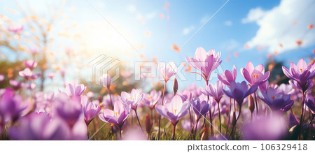 Natural autumn background with delicate lilac crocus flowers on blue sky banner Natural autumn background with delicate lilac crocus flowers on blue sky banner 106329418