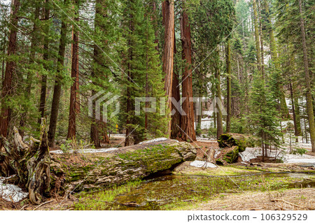 Sequoia national Park with old huge Sequoia trees like redwoods Sequoia national Park with old huge Sequoia trees like redwoods 106329529