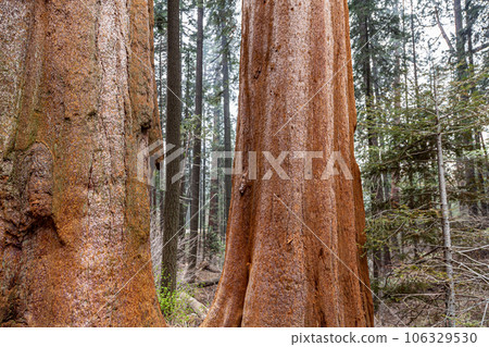 Close Up of Redwood Bark Close Up of Redwood Bark 106329530