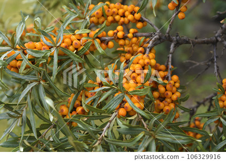 Ripe sea buckthorn berries on the branches. Orange berries. 106329916
