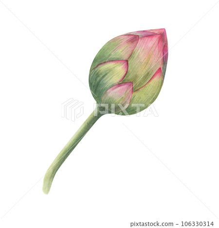 Lotus bud. Single pink water lily. Watercolor illustration isolated on white background. Hand drawn composition for poster, wedding design, yoga center, logo, label 106330314