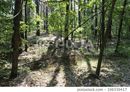 path in the forest 106330417