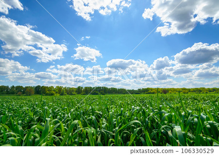 young green wheat sprouts agricultural field, bright spring landscape on a sunny day, blue sky as background young green wheat sprouts agricultural field, bright spring landscape on a sunny day, blue sky as background 106330529