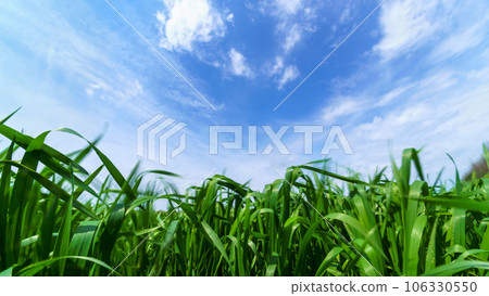 young green wheat sprouts agricultural field, bright spring landscape on a sunny day, blue sky as background 106330550