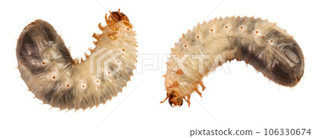Larva of a may beetle isolated on a white background. Larva of cockchafer 106330674