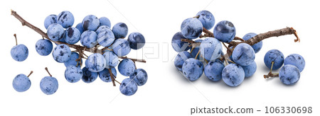 Fresh blackthorn berries with twig, prunus spinosa isolated on white background. Top view. Flat lay Fresh blackthorn berries with twig, prunus spinosa isolated on white background. Top view. Flat lay 106330698
