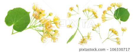 Linden flowers with leaf isolated on white background 106330717