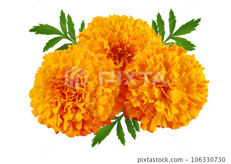fresh marigold or tagetes erecta flower isolated on white background with full depth of field. 106330730