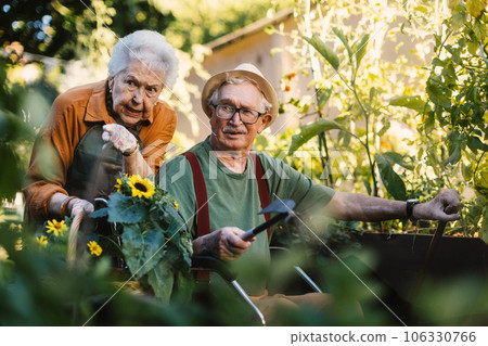 Portrait of senior couple taking care of vegetable plants in urban garden. 106330766