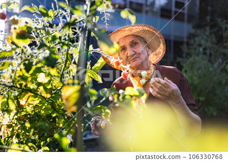 Portrait of senior woman taking care of tomato plants in urban garden. 106330768