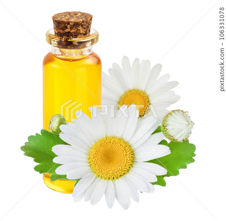 bottle with essential oil and fresh chamomile flowers isolated on white background bottle with essential oil and fresh chamomile flowers isolated on white background 106331078