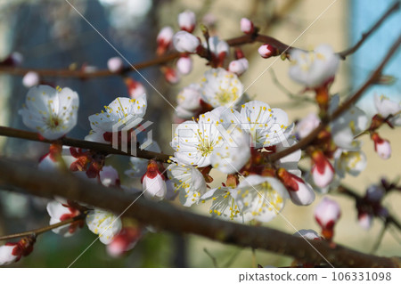 Opening and blooming white flowers on the branches of a cherry tree in spring Opening and blooming white flowers on the branches of a cherry tree in spring 106331098