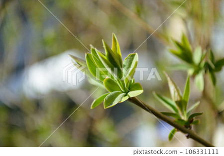 Young green leaves on a branch in spring 106331111
