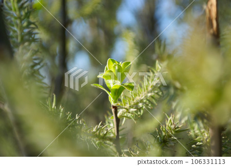 Young green leaves on a branch in spring Young green leaves on a branch in spring 106331113