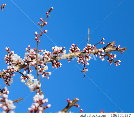 A branch of a cherry tree with many unopened white flowers 106331127