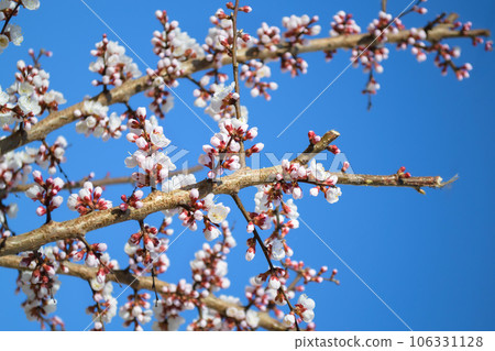 A branch of a cherry tree with many unopened white flowers 106331128