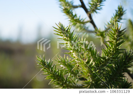 A branch of a plant with sharp-angled leaves in close-up A branch of a plant with sharp-angled leaves in close-up 106331129