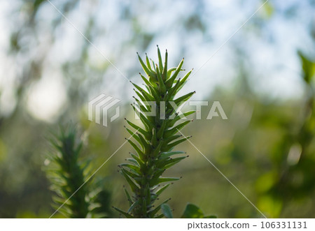 A branch of a plant with sharp-angled leaves in close-up 106331131