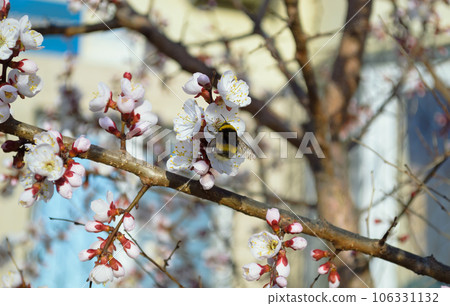 A bumblebee pollinates a white cherry flower 106331132