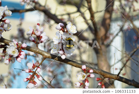 A bumblebee pollinates a white cherry flower 106331133