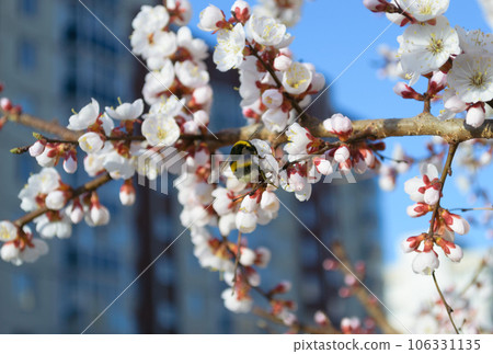 A bumblebee pollinates a white cherry flower A bumblebee pollinates a white cherry flower 106331135
