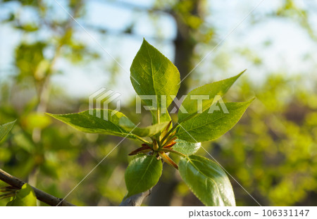 Fresh green leaves on a tree branch in spring 106331147