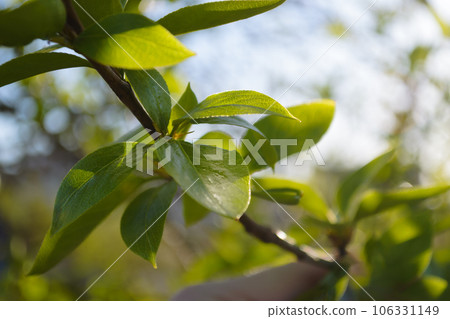 Fresh green leaves on a tree branch in spring 106331149
