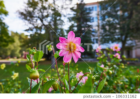 Beautiful pink flower in the city park in summer Beautiful pink flower in the city park in summer 106331162