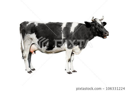 Cow full length isolated on white background. Spotted black and white cow standing in front of white background. Farm animals concept. Cow full length isolated on white background. Spotted black and white cow standing in front of white background. Farm animals concept. 106331224
