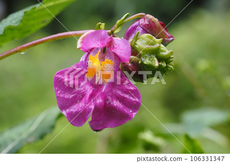 紅色的花朵 紅色的花朵 106331347
