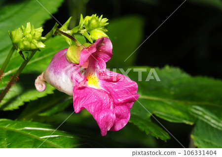 Red flower flowers Red flower flowers 106331404