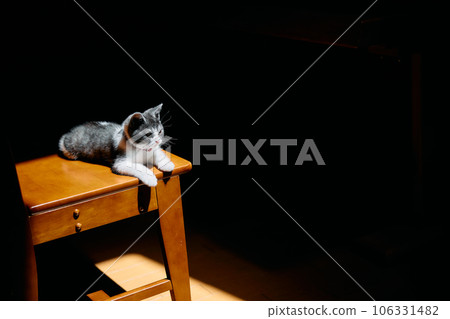 Kitten with light 106331482