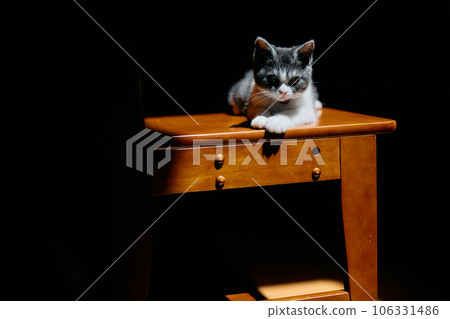 Kitten with light Kitten with light 106331486