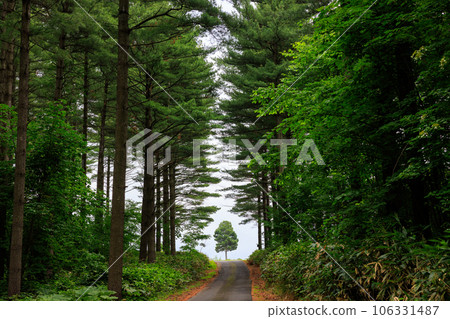 Forest Road Forest Road 106331487