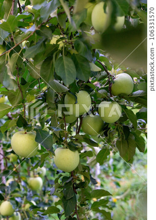 A fruitful apple in a tree A fruitful apple in a tree 106331570