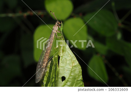 鹿角的種類 106331609